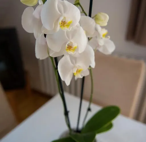 Hotel Barcza Vendeghaz Balatonfüred